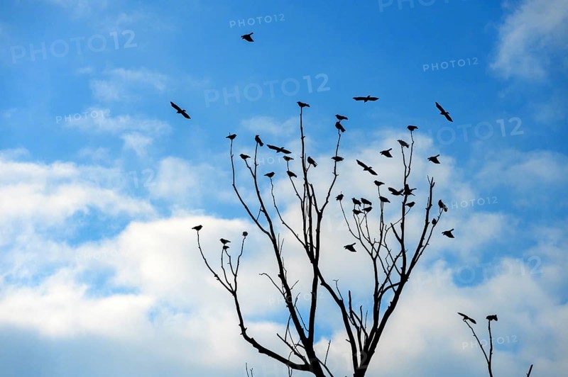 Raven crows (Corvus corone) sitting on a bare treetop, Bavaria, Germany