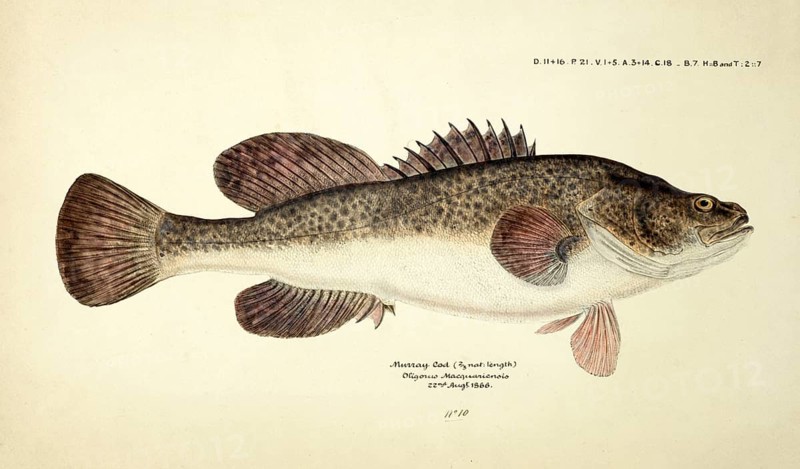 Maccullochella pelli, one of the largest freshwater fish of Australia, genus of large Australian predatory freshwater fish within the family Percichthyidae, fish, reproduction of an original, by Frank Edward Clarke (b. 1849, d. 1899), ichthyologist and scientific draughtsman