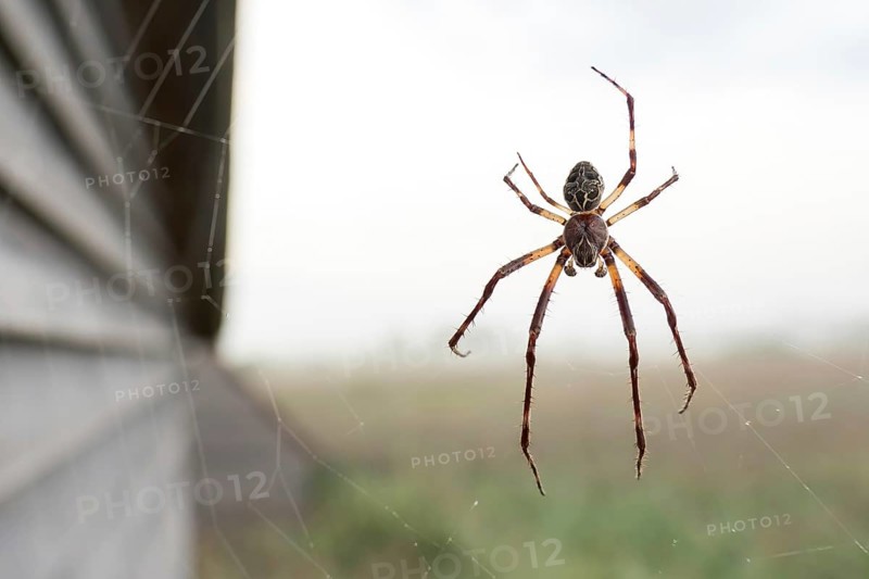 Bridge spider (Larinioides sclopetarius) or bridge spider, in web, Federsee, Bad Buchau, Baden-Württemberg, Germany