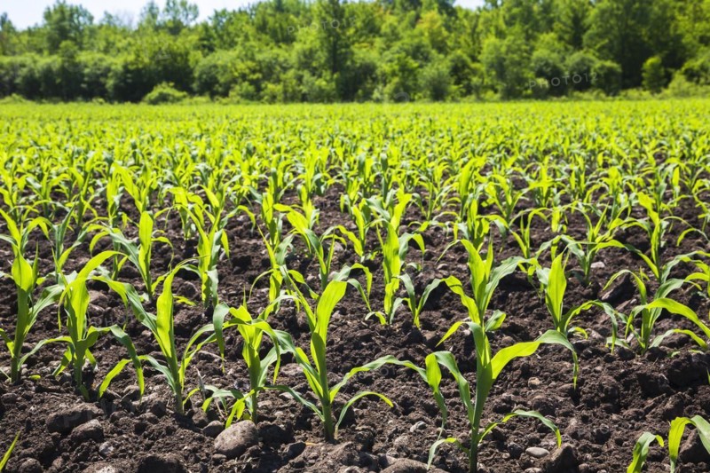 Zea mays, Corn crop seedlings in field in late spring, Quebec, Canada