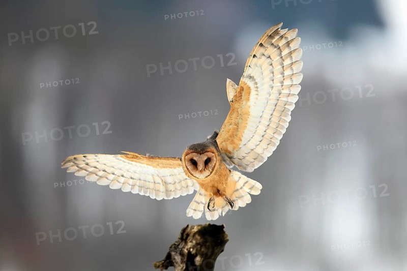 Central European barn owl (Tyto alba guttata), adult, flying, in winter, in snow, landing on wait, Šumava, Czech Republic
