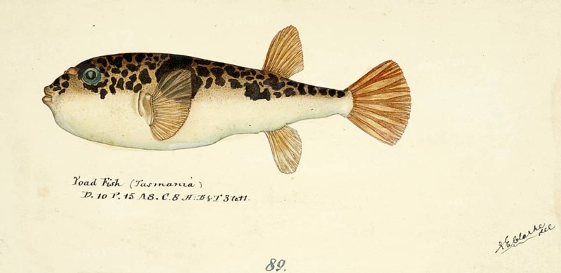 Pufferfish, Torquigener glaber, smooth toadfish, fish, reproduction of an original, by Frank Edward Clarke (b. 1849, d. 1899), ichthyologist and scientific draughtsman