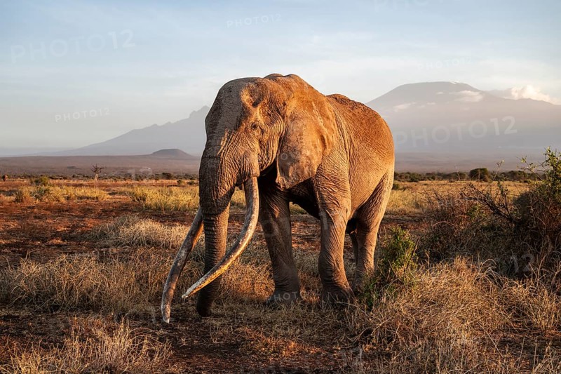 African elephant (Loxodonta africana) with Kilimanjaro, the famous Super Tusker elephant Craig, old male with long tusks, evening light, Amboseli, Kajiado County, Kenya