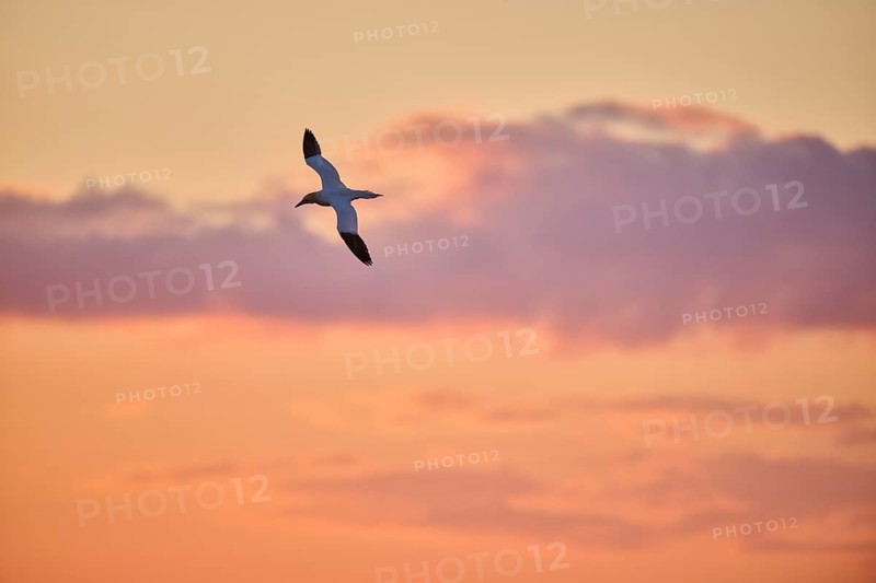 Northern gannet (Morus bassanus) flying in the sky at sunset, wildlife, Helgoland, Germany