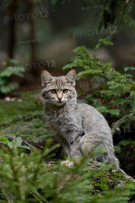 Wild Cat (Felis silvestris) sitting on a rock, Bavaria, Germany