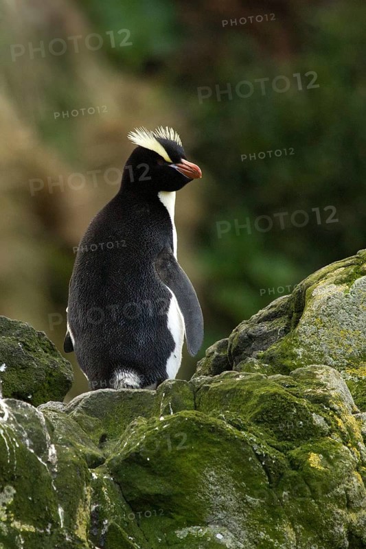 Erect-crested Penguin (Eudyptes sclateri), Antipodes Island, New Zealand