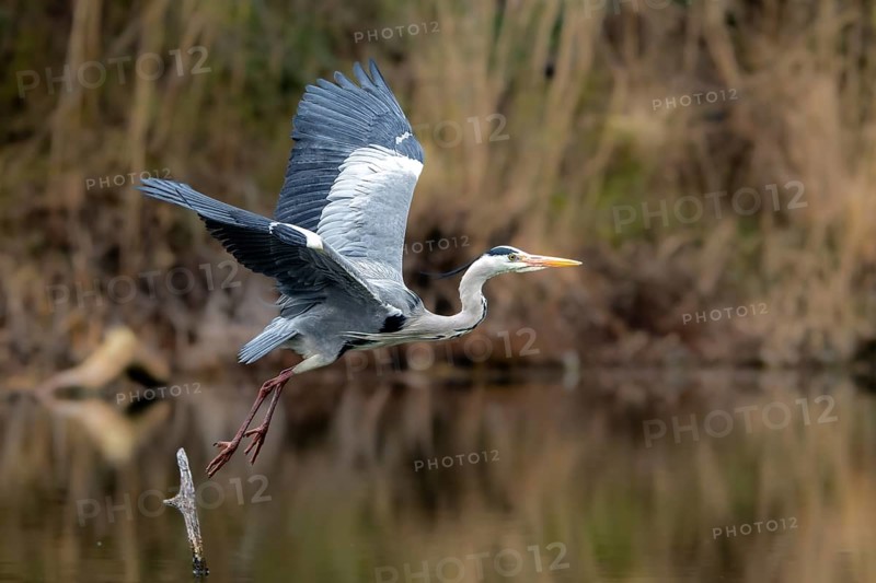 Grey heron (Ardea cinera), flying over water, Vienna, Austria