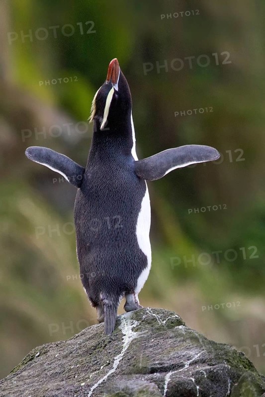 Erect-crested Penguin (Eudyptes sclateri), Antipodes Island, New Zealand