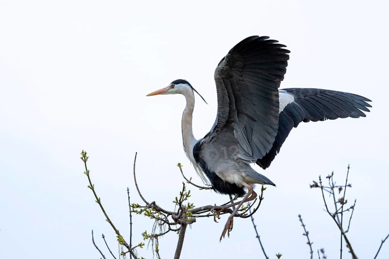 Grey heron (Ardea cinera), sitting on a branch, Vienna, Austria