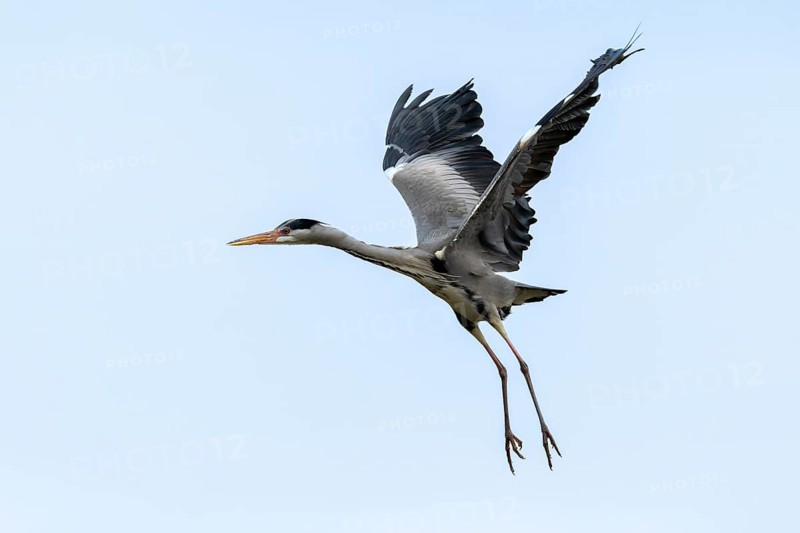 Grey heron (Ardea cinera), flying, Vienna, Austria