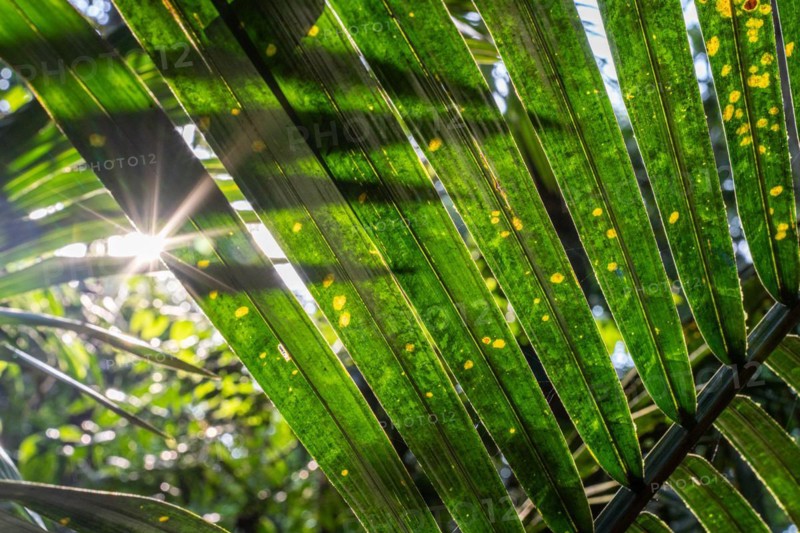 Sun flashes through the rainforest, Amazon Museum MUSA, Cidade de Deus, Manaus, Brazil