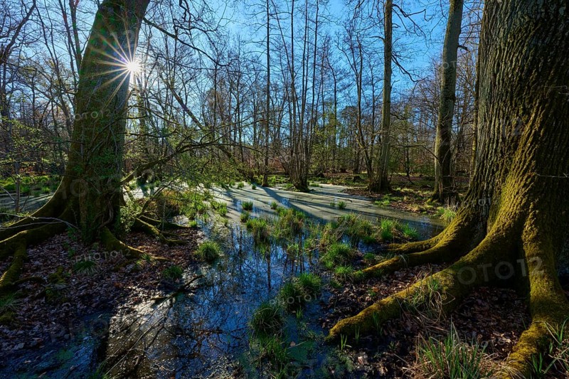 Riparian forest, sunlight floods a mossy swampy area with water and trees, oak, spring, nature reserve Rote Lache by Wolfgang, Wolfgang, Hanau, Hesse, Germany