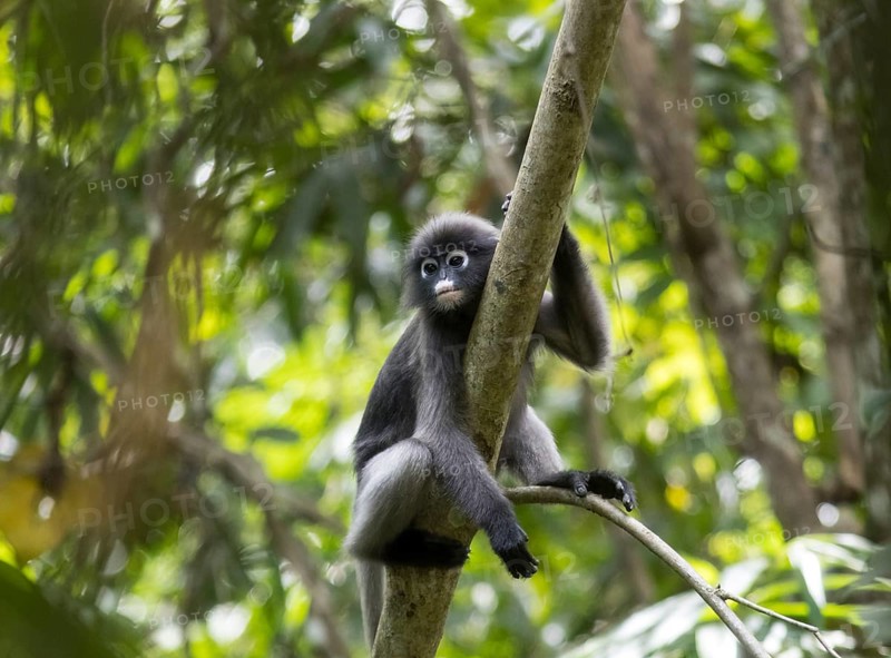 Dusky leaf monkey (Trachypithecus obscurus), Kaeng Krachan National Park, Phetchaburi Province, Thailand