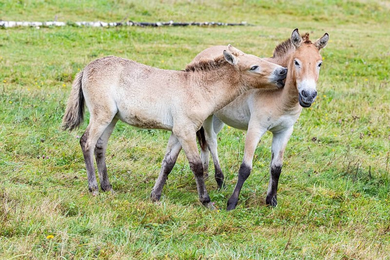 Przewalski's horse (Equus przewalski) capive Germany