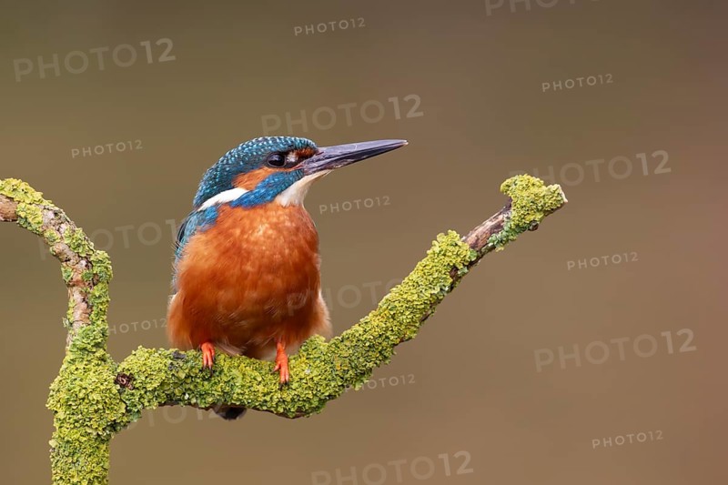 Common kingfisher (Alcedo atthis) adult male bird on a tree branch, England, United Kingdom