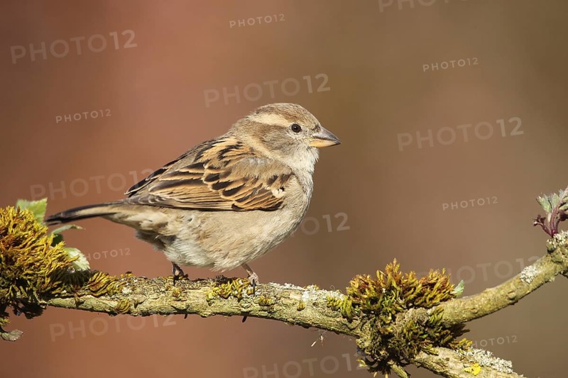 House Sparrow (Passer domesticus) female, Allgäu, Bavaria, Germany, Allgäu, Bavaria, Germany