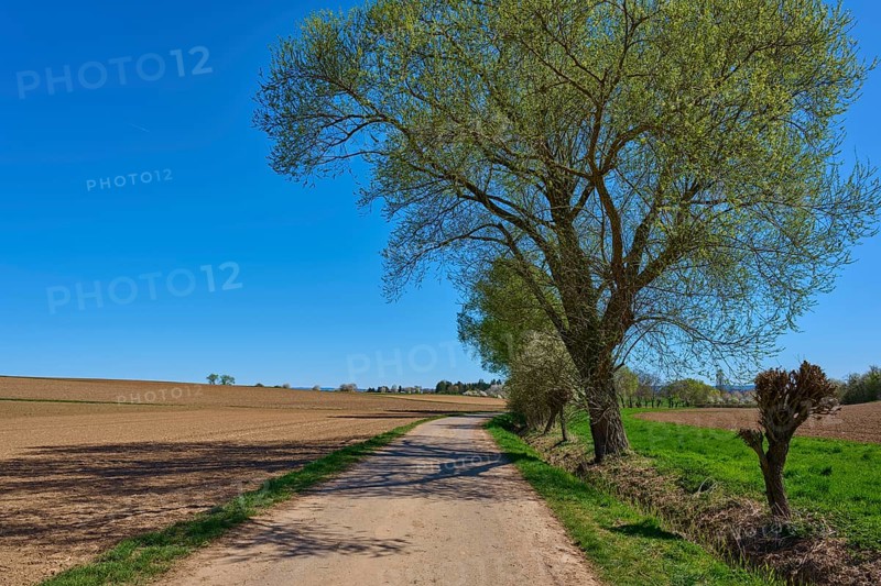 Rural scene with country lane and trees, pollarded willow, blue sky and bright atmosphere create a peaceful mood, Pflaumheim, Großostheim, Bavaria, Germany