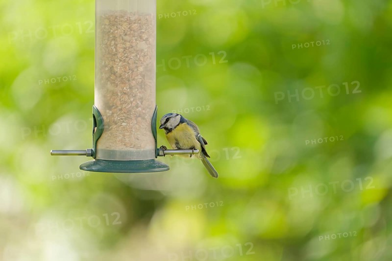 Blue tit (Cyanistes caeruleus) eating seeds from a feeder. seasonal bird feeding. Bad Salzschlirf, Hessen, Germany