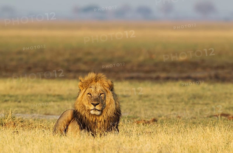 Lion (Panthera leo), male, resting in the early morning, Savuti, Chobe National Park, Botswana