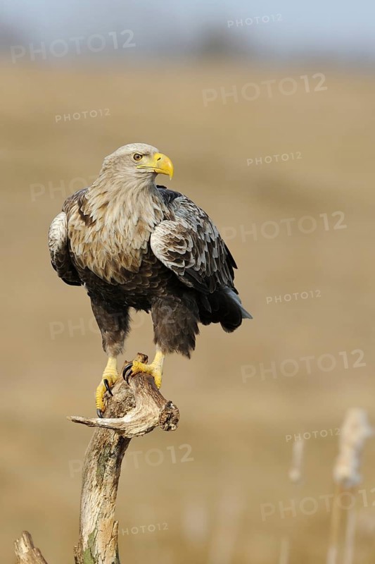 White-tailed Eagle (Haliaeetus albicilla), Mecklenburg-Western Pomerania, Germany