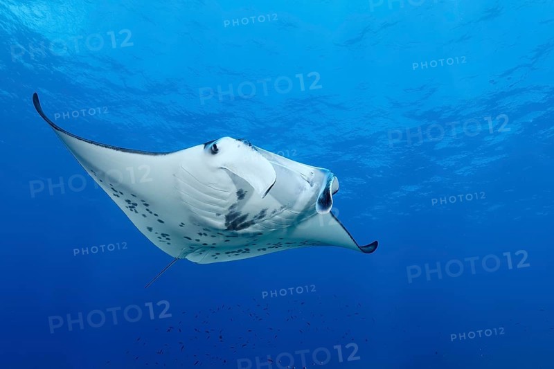 Reef Manta (Manta alfredi), swims in the open sea, Tuamotu Archipelago, French Polynesia, South Pacific, Pacific Ocean