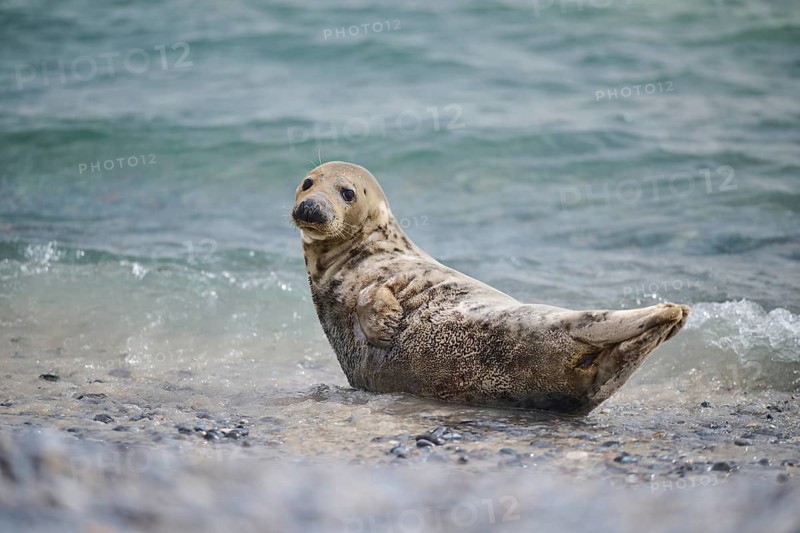 Grey seal (Halichoerus grypus) on the beach on the edge of the water with the sea in the background, Düne, Helgoland, Schleswig-Holstein, Germany