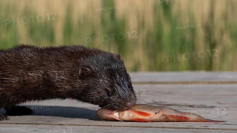 A mink captures a rudd from an angler