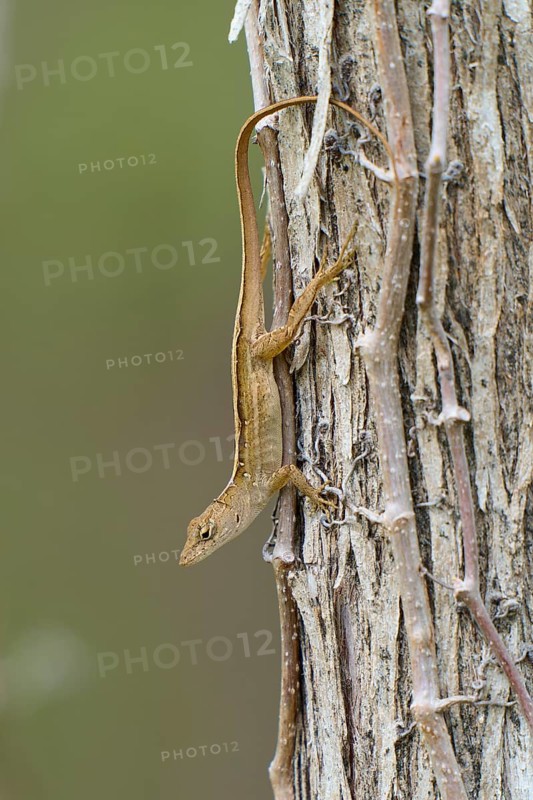 Florida scrub lizard, Florida scrub lizard (Sceloporus woodi), on tree, Everglades National Park, Florida, USA