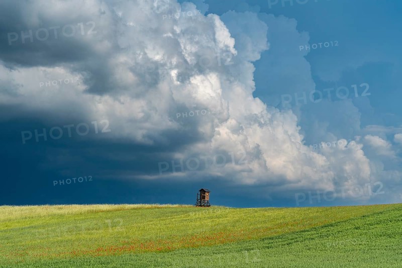 Solitary high seat in fields with oats, wheat and poppies in front of a dramatic sky with thunderclouds, village Brodowin, Barnim, Brandenburg, Germany