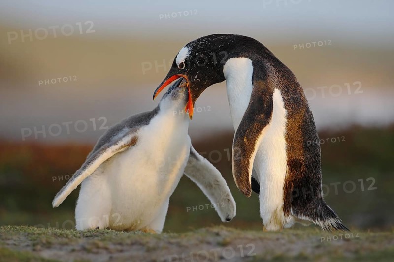 Feeding scene. Young gentoo penguin beging food beside adult gentoo penguin, Falkland. Penguins in the grass. Young gentoo with parent. Open penguin bill. Young with adult. Penguins in the nature