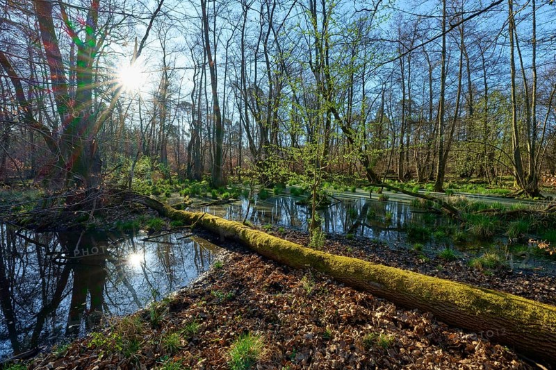 Sunny alluvial forest with a watercourse and a moss-covered tree trunk in the foreground, spring, Rote Lache nature reserve by Wolfgang, Wolfgang, Hanau, Hesse, Germany
