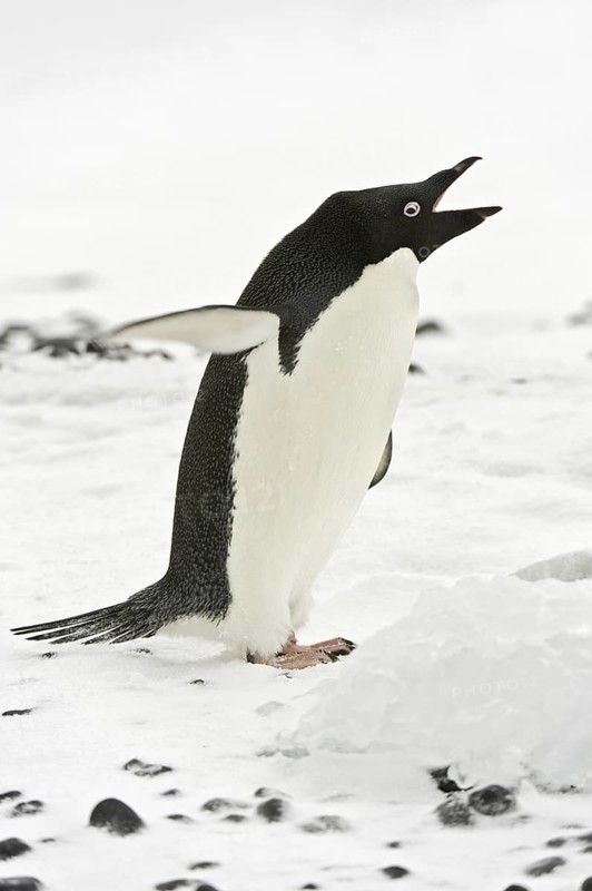 Adelie Penguin (Pygoscelis adeliae), Antarctica