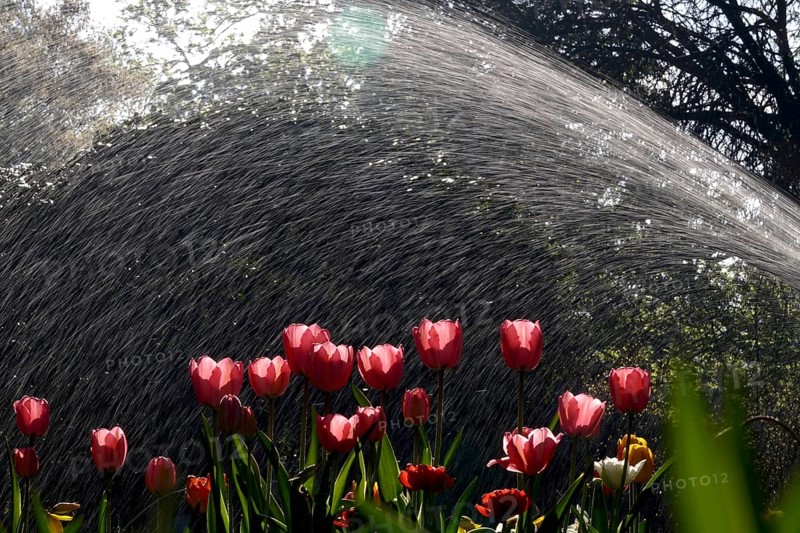 Watering a garden, April, Germany
