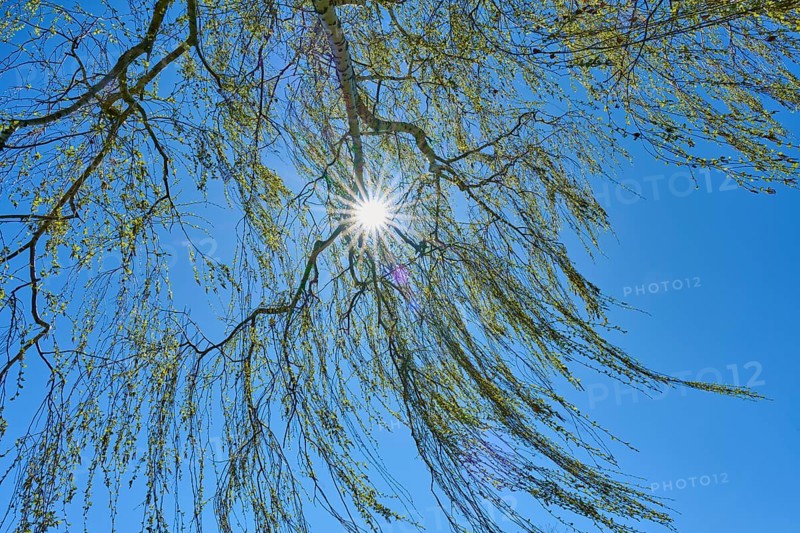 Rays of light through birch branches in the blue sky with sunbeams, Seckmauern, Lützelbach, Odenwald, Hesse, Germany