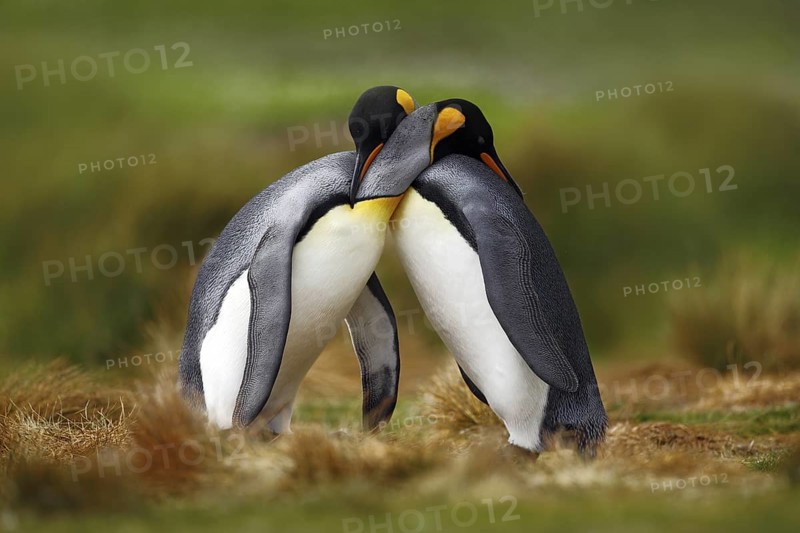 Animal love. King penguin couple cuddling, wild nature, green background. Two penguins making love. in the grass. Wildlife scene from nature. Bird behaviour, wildlife scene from nature, Antarctica