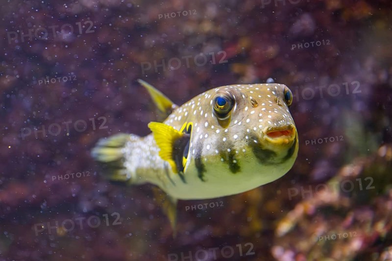 White-spotted puffer fish (Arothron hispidus) swimming under water, captive, Germany