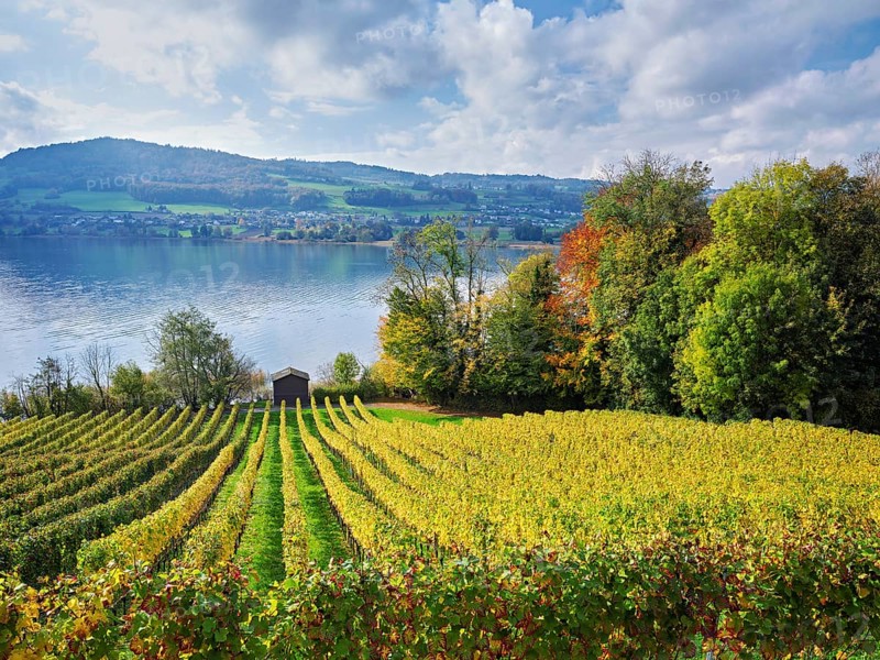 Vines changing colour in autumn at Lake Hallwil, Seengen, Canton Aargau, Switzerland