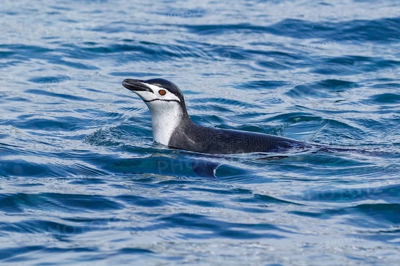 Chinstrap Penguin (Pygoscelis antarcticus) swimming in the ocean near South Georgia Island