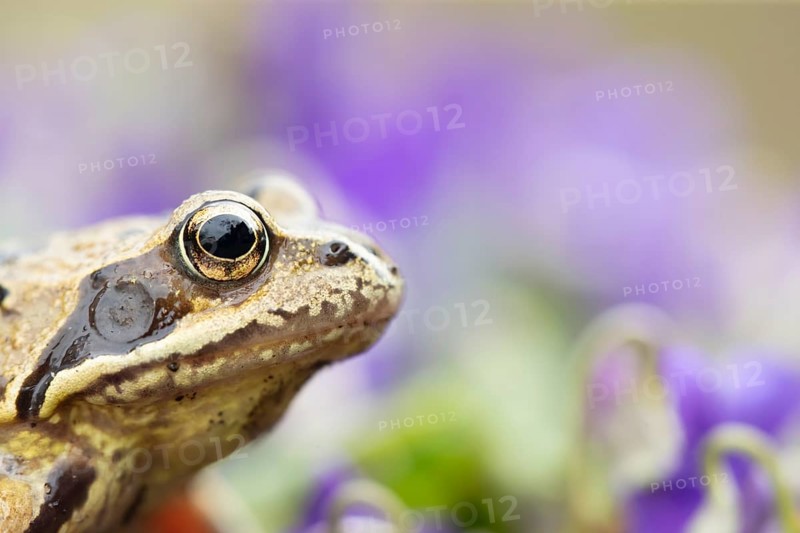 Common frog (Rana temporaria) adult amphibian on flowering garden violet flowers in springtime, England, United Kingdom