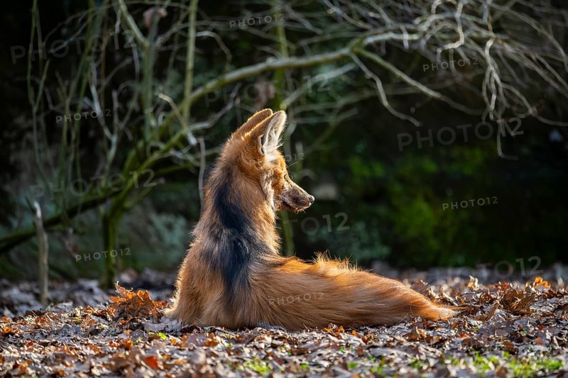 Maned wolf (Chrysocyon brachyurus) in a forest, captive, Germany