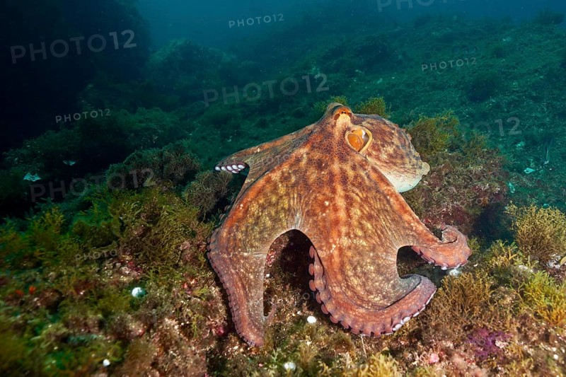A Common Octopus (Octopus vulgaris), octopus with impressive tentacles moves in the underwater world. Dive site Marine reserve Cap de Creus, Rosas, Costa Brava, Spain, Mediterranean Sea