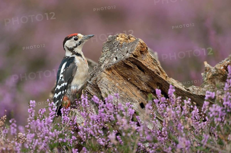 Great Spotted Woodpecker (Dendrocopos major) juvenile perched on a tree stump, North Rhine-Westphalia, Germany