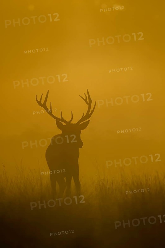 Red deer (Cervus elaphus) silhouette of an adult male stag in grassland at sunrise, England, United Kingdom