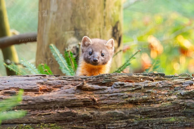 European pine marten (Martes martes) in a forest in autumn, Bavaria, Germany