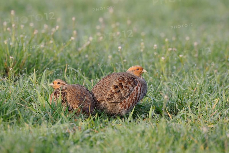 Grey Partridge (Perdix perdix) pair on grass field, Netherlands