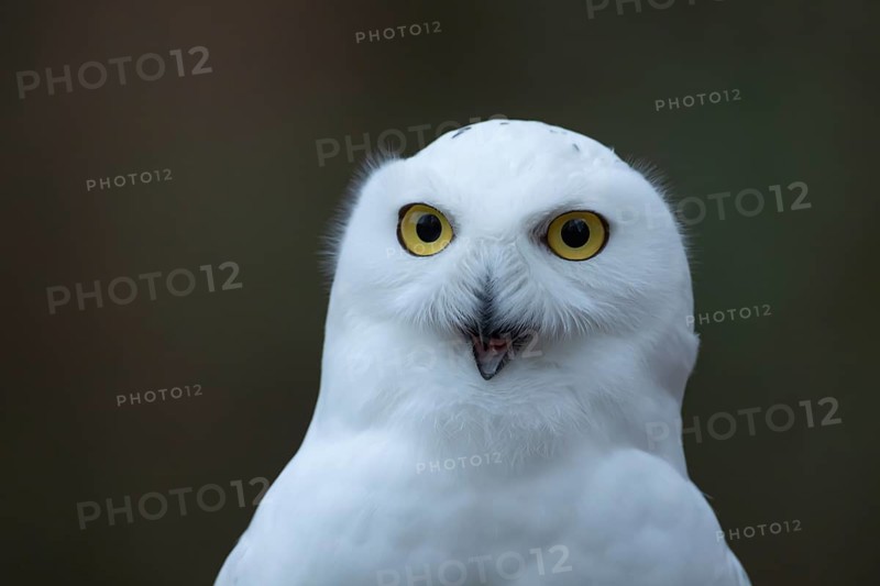 Snowy owl (Bubo scandiacus) adult bird head portrait, England, United Kingdom - Captive
