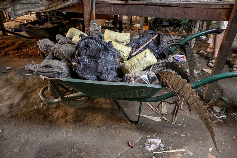 Bushmeat at a market, crocodile, monkey, poaching, Ouésso, Sangha department, Republic of Congo