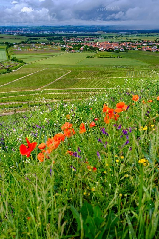 Terroir f, viewpoint in the vineyards on the Schwanberg near Rödelsee, Steigerwald nature park Park, Lower Franconia, Franconia, Germany