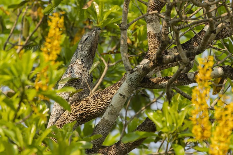Giant day dormouse (Nyctibius grandis), also known as giant swallower or giant urutau, hidden in a tree, Pantanal, Brazil