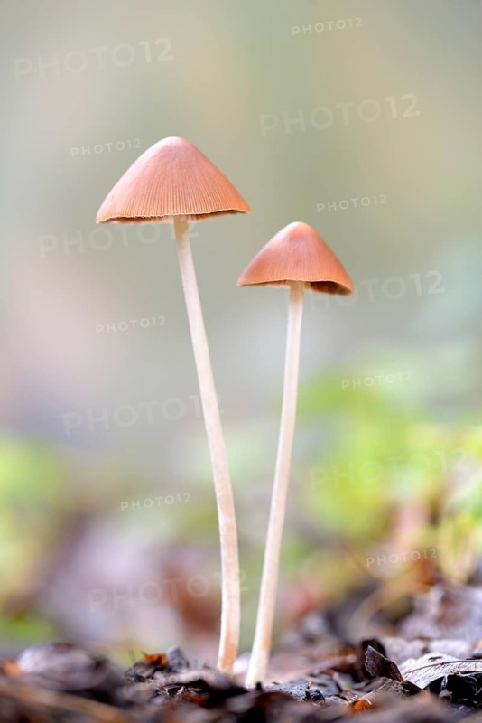 Bonnets (Mycena), North Rhine-Westphalia, Germany
